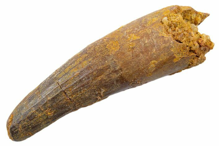 Fossil Spinosaurus Tooth - Feeding Worn Tip #345564